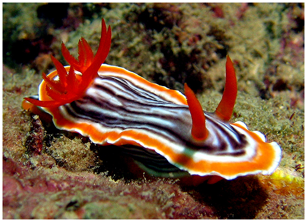 nudibranch